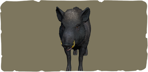 Boar