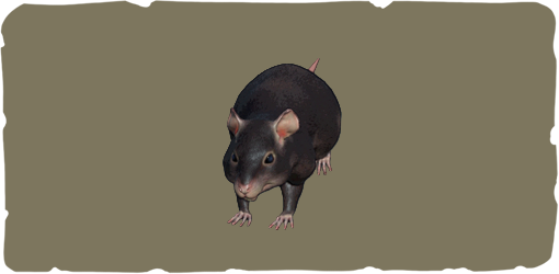 Rat