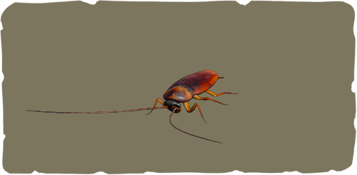 Cockroach